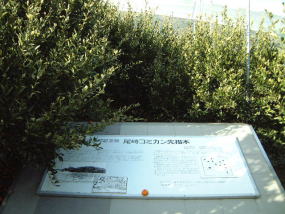 津久見コミカン原木