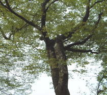 ブナの木(クリックして拡大)