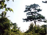 山頂の松の木