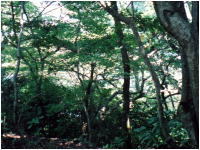 山頂周辺の茂み