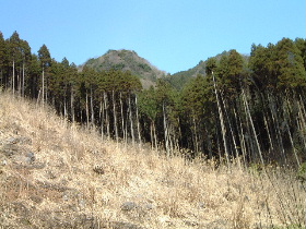 伐採跡(クリックして新しい林道)